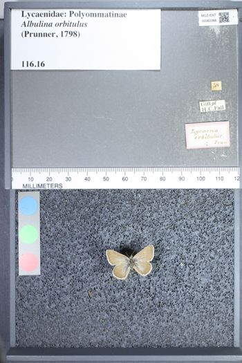 Media type: image;   Entomology 63366